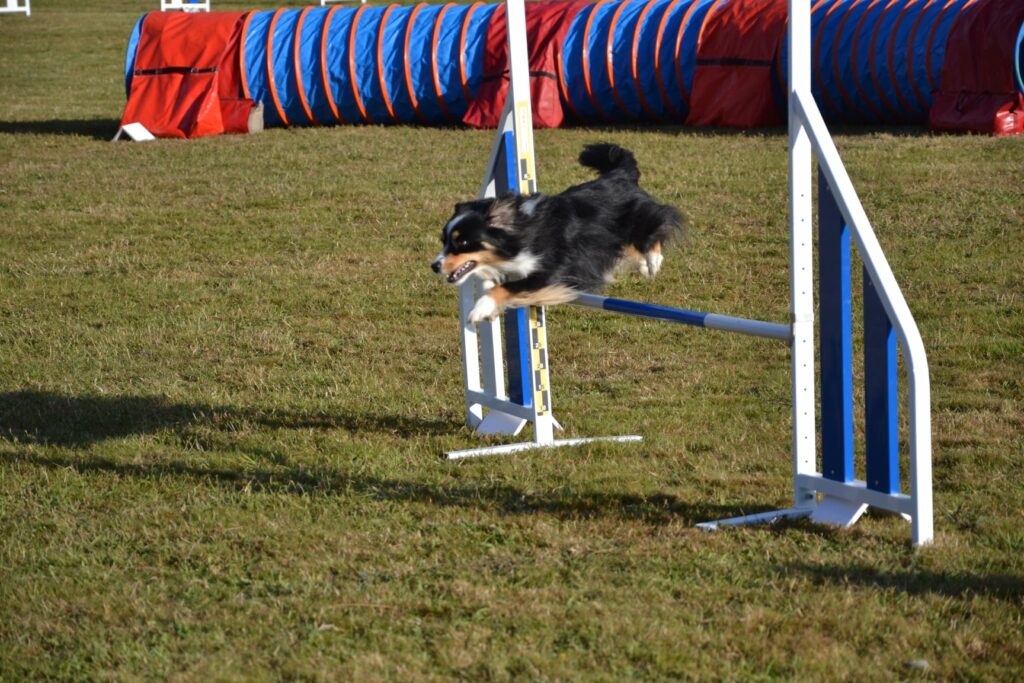 Agility Entente Canine Vertou