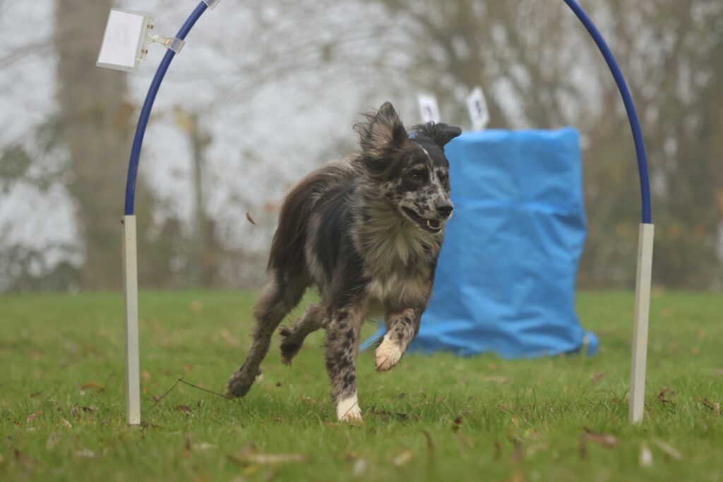 Hoopers Entente Canine Vertou