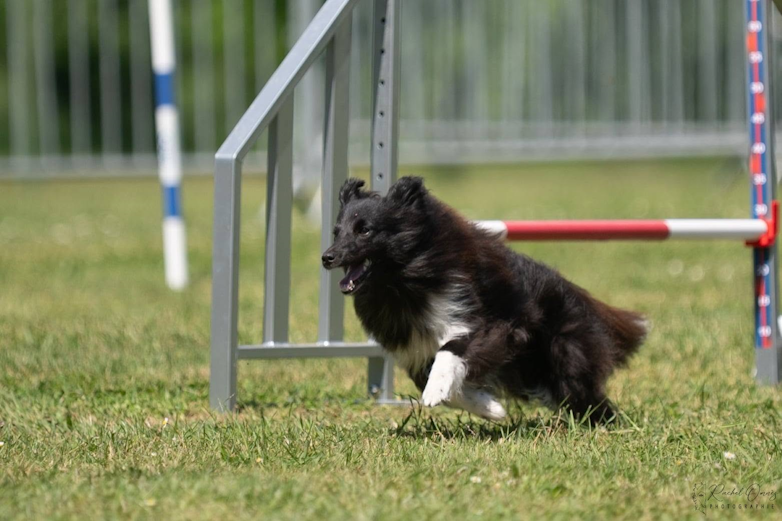 Agility avec shetland