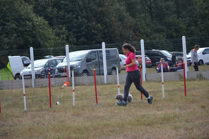 Agility avec caniche