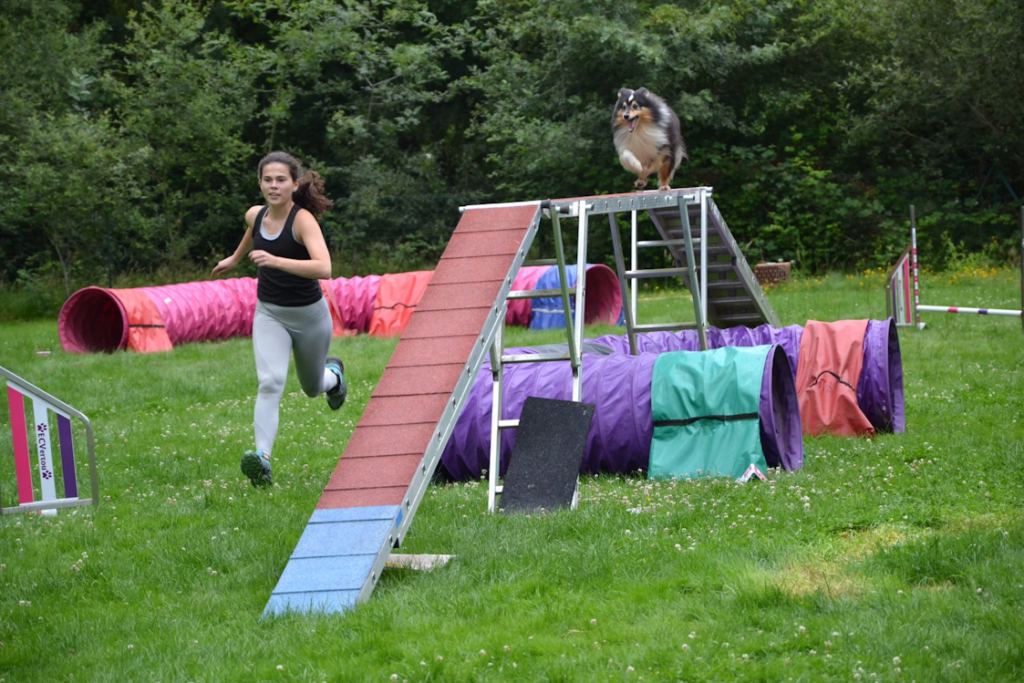 Passerelle agility avec Shetland