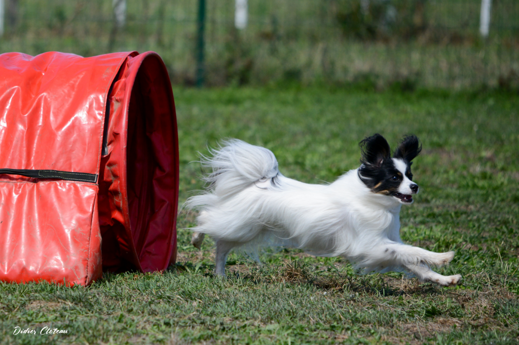 Tunnel agility avec Phalène