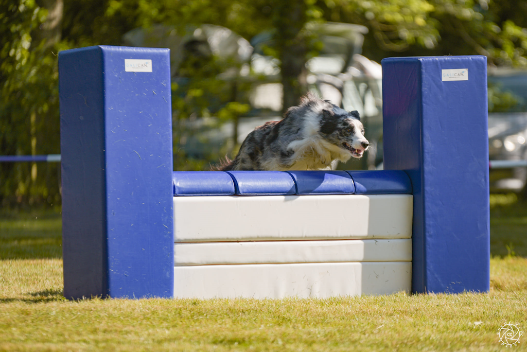 Mur agility avec Border Collie