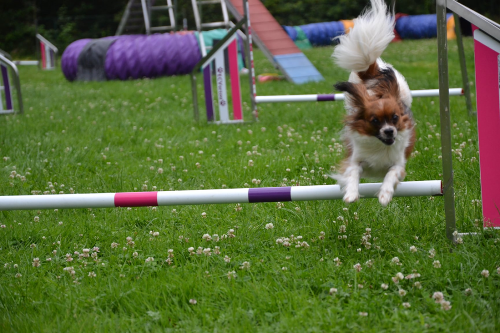 Agility avec Phalène