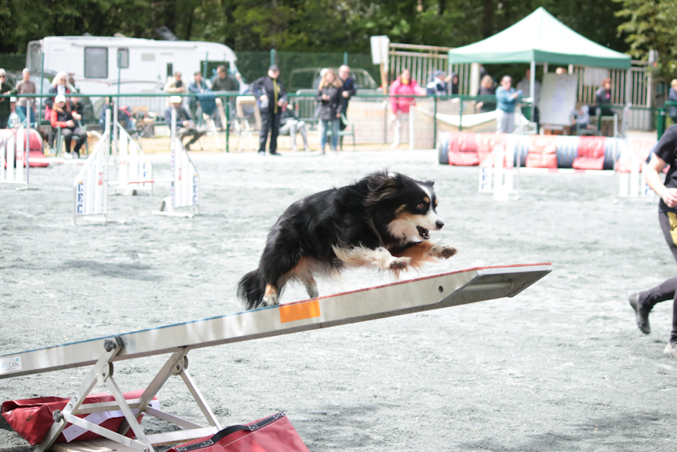 Agility avec Berger Américain Miniature