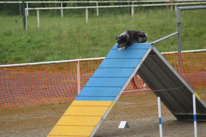 Agility avec Berger des Pyrénées