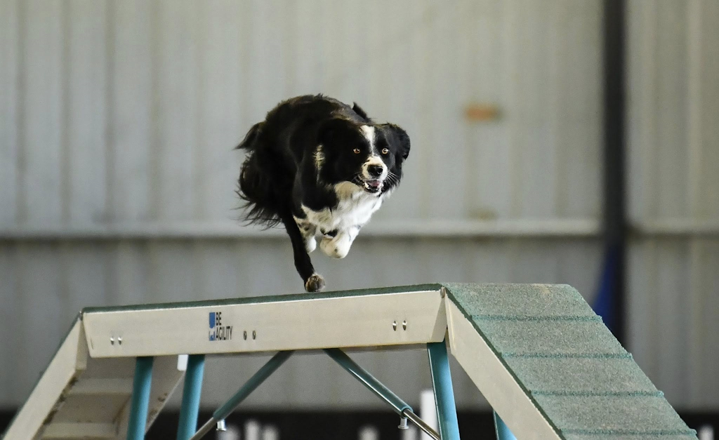 Agility avec Border Collie