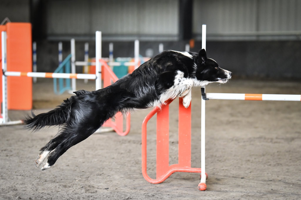 Saut agility avec Border Collie