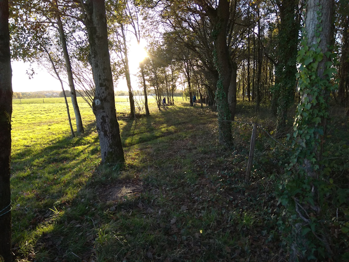 Promenade dans les bois