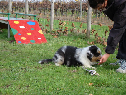 Ecole des chiots apprentissage du coucher