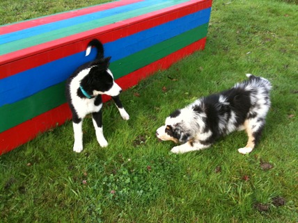 Jeui école des chiots