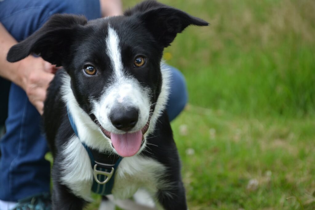 Ecole des chiots avec Border Collie