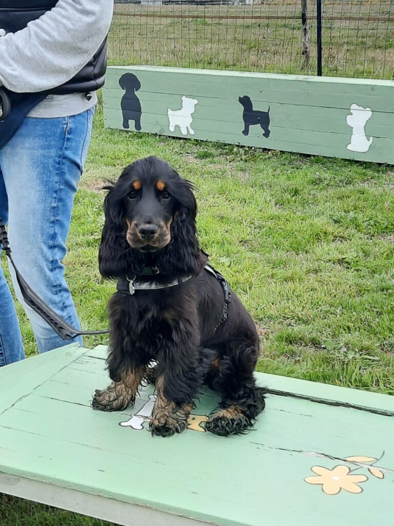 Cocker école des chiots