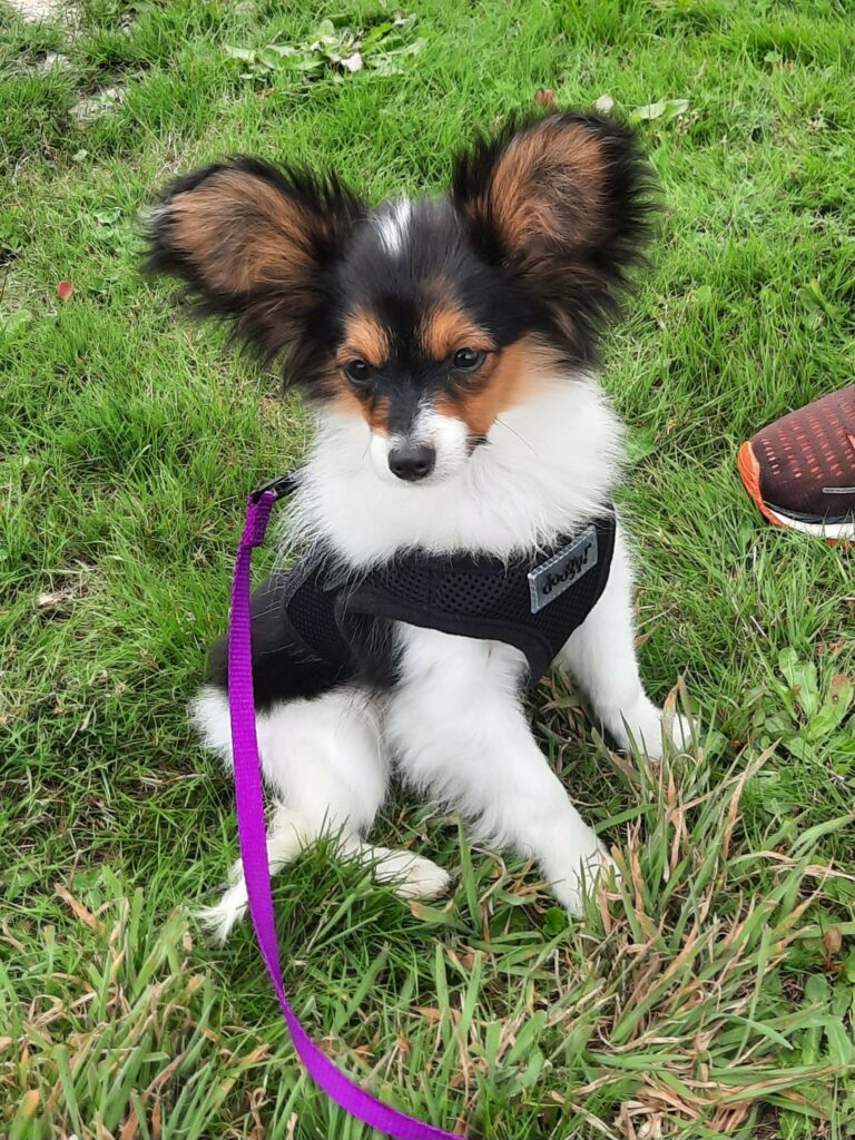 Papillon école des chiots