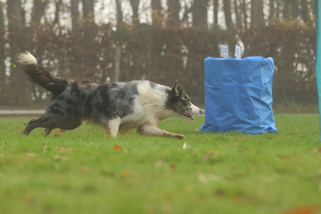 Hooper avec Border Collie