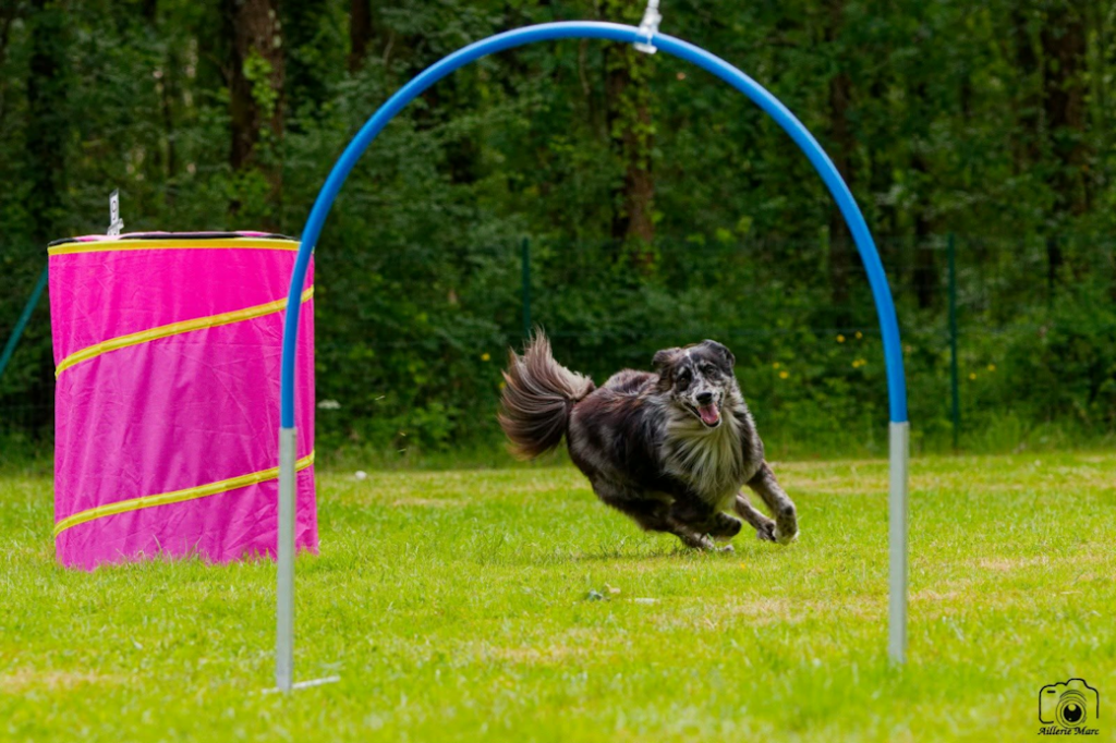 Hoops avec Berger des Pyrénées