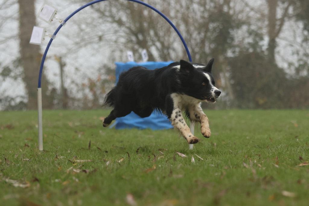 Hoops avec Border Collie