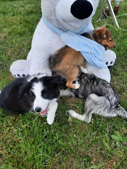 Nounours à l'école des chiots
