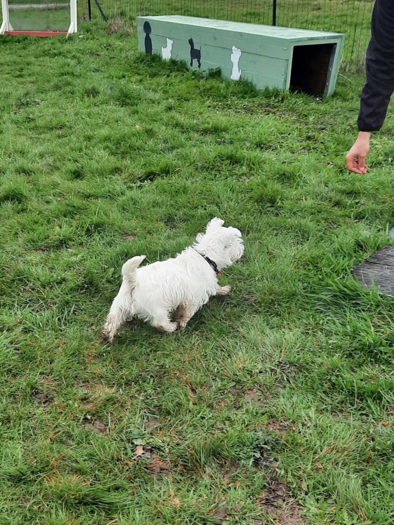 Suivi naturel école des chiots