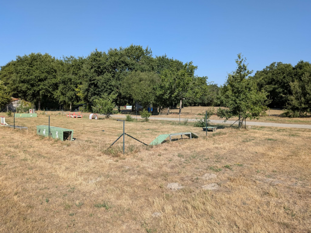 Terrain école des chiots